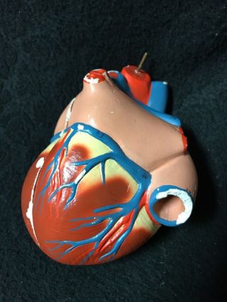Denoyer Geppert Heart Anatomical Model Cardiac Anatomy 2