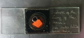 Scarce Antique Alexander Hett Deep Cell Engraved Microscope Slide " Lung Of Hare "