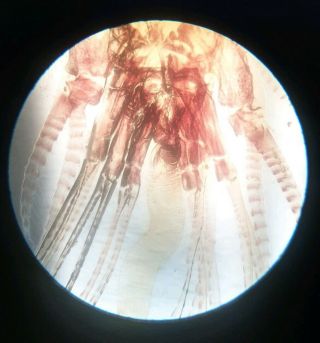 Fine Antique Microscope Slide Marine Crustacea " Barnacle "