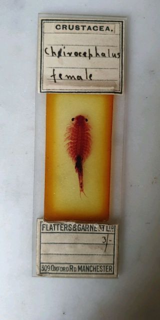 Fine Antique Microscope Slide Marine Crustacea By Flatters & Garnett