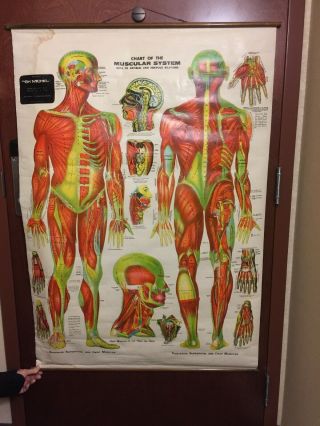 Gh Michel Chart Of The Muscular Systems,  Medical 1959,  W/ Vintage Storage Tube