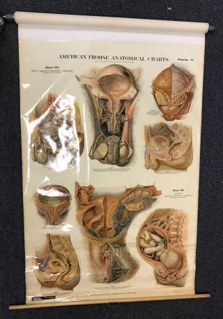 Antique Nystrom 1922 Medical Human Anatomy Canvas Poster Pull Down Chart Penis