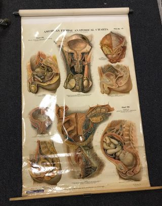Antique NYSTROM 1922 Medical Human Anatomy Canvas Poster Pull Down Chart PENIS 3