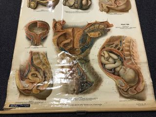 Antique NYSTROM 1922 Medical Human Anatomy Canvas Poster Pull Down Chart PENIS 4