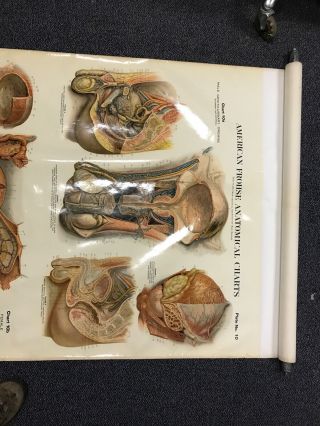 Antique NYSTROM 1922 Medical Human Anatomy Canvas Poster Pull Down Chart PENIS 5