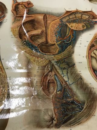 Antique NYSTROM 1922 Medical Human Anatomy Canvas Poster Pull Down Chart PENIS 7