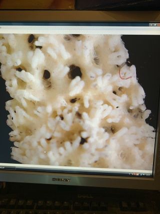 Antique Microscope Slide Wheeler Skin Criibella Occulata Sea Star Rare