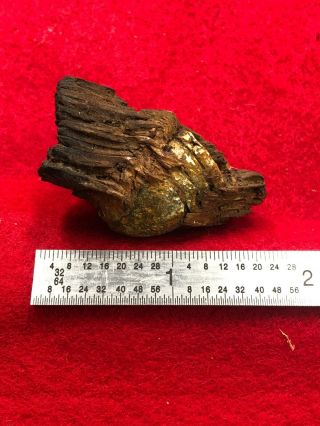 Civil War Relic - Bullet In Piece Of Wood - Near Blakeley Al
