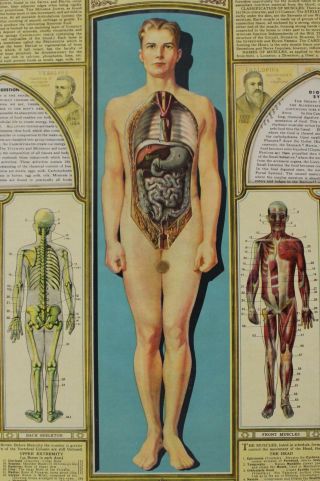 Antique Bodyscope Anatomy Display Ralph H.  Segal Illustrated Hardcover Book 8
