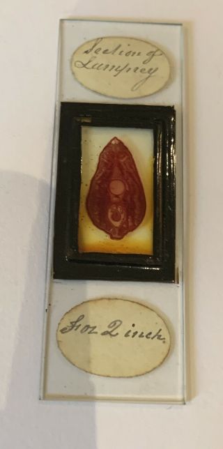 Antique Victorian Microscope Slide Large Mount Lamprey Old Rare Very Fish Sect