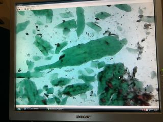 Green Malachite Antique Microscope slide Geology Russian rare old Wheeler rock 8