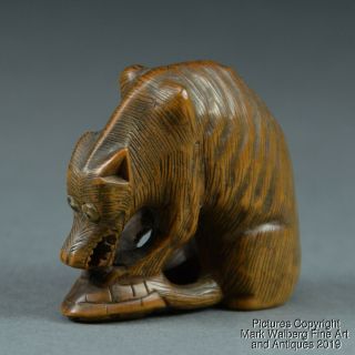Japanese Carved Boxwood Netsuke,  Wolf On A Turtle Shell,  Late 18/19th Century