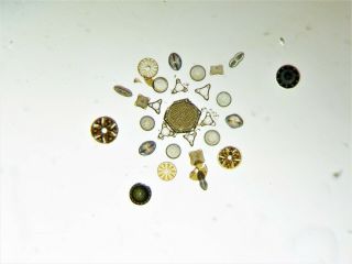 Antique Microscope Slide Of A Diatom Arrangement
