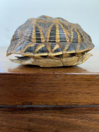 Antique Chinese /japanese Turtle Shell