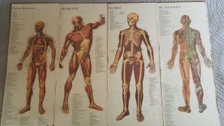 Antique Medical Charts German Anatomy Group Of 4