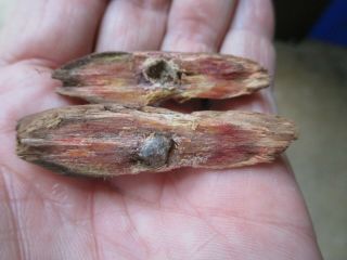 Civil War? Dug Relic Small Bullet/piece Of Lead In Wood - Paulding County,  Georgia
