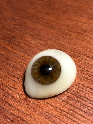 Rare Light Brown Childs Antique Prosthetic Human Glass Eye Medical Doctor