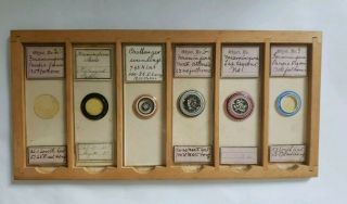 Fine Group Of 6 Victorian Microscope Slides " Soundings " H.  M.  S.  Challenger Etc.
