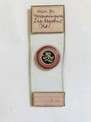 FINE GROUP OF 6 VICTORIAN MICROSCOPE SLIDES 