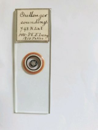 FINE GROUP OF 6 VICTORIAN MICROSCOPE SLIDES 