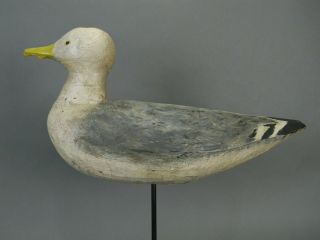 CA 1940 ' s LARGE MAINE STICK UP WORKIN GULL CONFIDENCE DECOY 100 ORIG & EXCLT 2