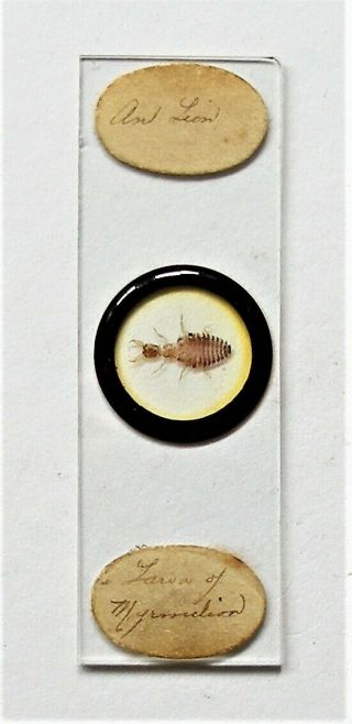 Antique,  Microscope Slide By Darlaston Of Whole Ant Lion Larva