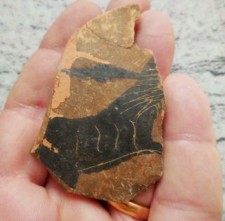 Fine Ancient Greek Painted Pottery Fragment With Horse 500bc Found France