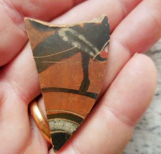 Fine Ancient Greek Painted Pottery Fragment Hoofed Animal 500bc Found France