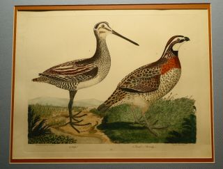 Alexander Wilson 1829 Copper Plate Engraved Hand Colored Bird Print