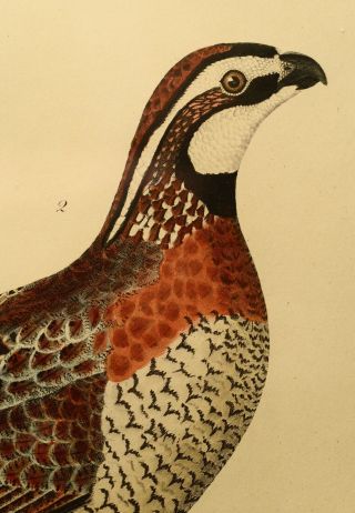 ALEXANDER WILSON 1829 COPPER PLATE ENGRAVED HAND COLORED BIRD PRINT 2