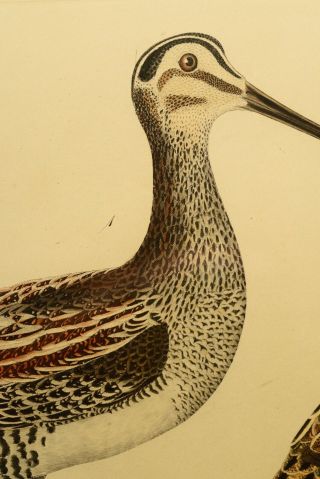 ALEXANDER WILSON 1829 COPPER PLATE ENGRAVED HAND COLORED BIRD PRINT 3