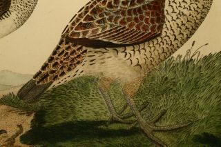 ALEXANDER WILSON 1829 COPPER PLATE ENGRAVED HAND COLORED BIRD PRINT 4