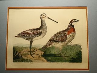 ALEXANDER WILSON 1829 COPPER PLATE ENGRAVED HAND COLORED BIRD PRINT 6