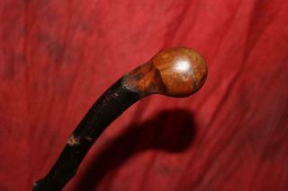 Fantastic Early Antique Irish Thorn Wood Shillelagh Very " Thorny " Fine Burl Knob
