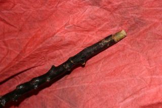 Fantastic Early Antique Irish Thorn Wood Shillelagh Very 