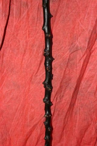 Fantastic Early Antique Irish Thorn Wood Shillelagh Very 