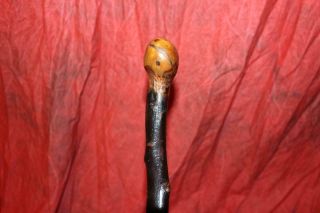 Fantastic Early Antique Irish Thorn Wood Shillelagh Very 