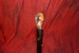 Fantastic Early Antique Irish Thorn Wood Shillelagh Very 