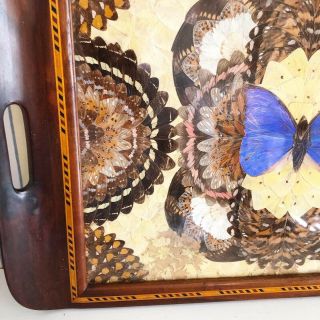 Brilliant Blue Vintage BUTTERFLY WING Mosaic Wooden Inlay TRAY 20” x 13” 2