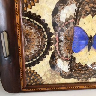 Brilliant Blue Vintage BUTTERFLY WING Mosaic Wooden Inlay TRAY 20” x 13” 5