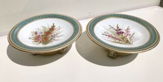 Pair Fine And Rare Royal Worcester Botanical Tazza,  1861 - 1875