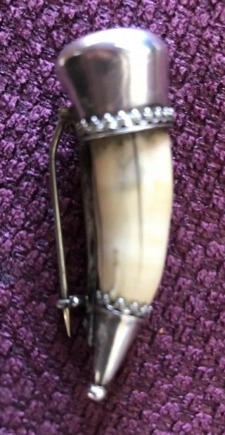 Antique Tiger Tooth Silver Brooch 6