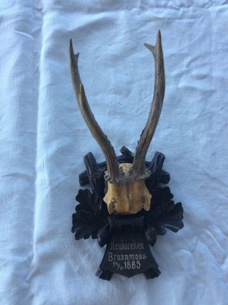 1865 Strong Antler On Wooden Handcarved Black Forest Plaque Stag Horn Taxidermy