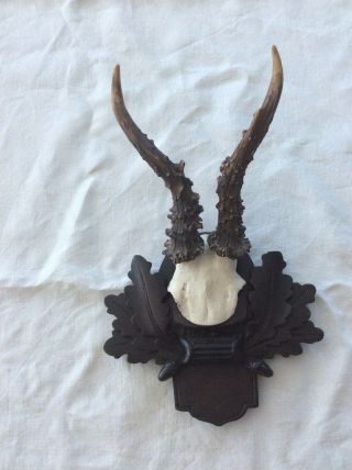 Antique Antler On Wooden Handcarved Black Forest Plaque Stag Horn Taxidermy