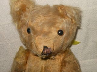 Antique Yellow Mohair Jointed Teddy Bear With Button Eyes 2