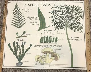 Rare Vintage French School Chart Poster Plants Ferns Leaves Botanical Wall Art