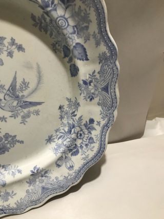 Antique Wedgwood ASIATIC PHEASANT BLUE Transferware 1800s ENGLAND Meat PLATTER 3