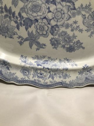 Antique Wedgwood ASIATIC PHEASANT BLUE Transferware 1800s ENGLAND Meat PLATTER 4