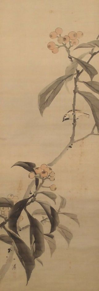 1728 Japanese Hanging Scroll: Sparrow On Loquat Tree