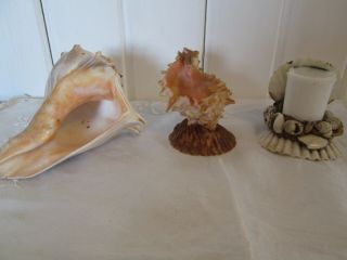 3 Antique Seashell Souvenirs Victorian Milk Glass Toothpick Holder Beach Ocean